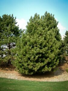 Сосна Чёрная (Pinus Nigra) купить по цене от 270.00р. в интернет-магазине «Посадика» с доставкой почтой в в Верхний Тагиле и по всей России – [изображение №1].