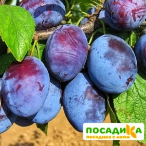 Слива Чачакская ранняя купить по цене от 229.00р. в интернет-магазине «Посадика» с доставкой почтой в в Верхний Тагиле и по всей России – [изображение №1].