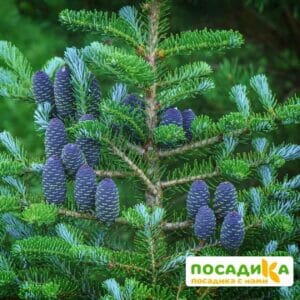 Пихта корейская (Abies koreana) купить по цене от 450.00р. в интернет-магазине «Посадика» с доставкой почтой в в Верхний Тагиле и по всей России – [изображение №1].