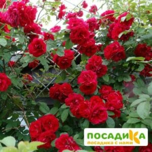 Роза плетистая Амадеус купить по цене от 399.00р. в интернет-магазине «Посадика» с доставкой почтой в в Верхний Тагиле и по всей России – [изображение №1].