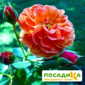 Роза Арабия купить по цене от 350.00р. в интернет-магазине «Посадика» с доставкой почтой в в Верхний Тагиле и по всей России – [изображение №1].