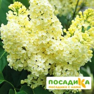 Сирень Примроуз (Primrose) купить по цене от 529.00р. в интернет-магазине «Посадика» с доставкой почтой в в Верхний Тагиле и по всей России – [изображение №1].