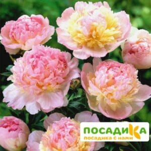 Пион Распберри Сандей (Paeonia Raspberry Sundae) купить по цене от 959р. в интернет-магазине «Посадика» с доставкой почтой в в Верхний Тагиле и по всей России – [изображение №1].