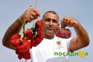 Клубника Гигант Джорнея купить по цене от 266р. в интернет-магазине «Посадика» с доставкой почтой в в Верхний Тагиле и по всей России – [изображение №1].