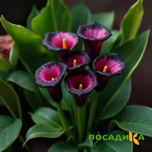 Калла Аура Лейс купить по цене от 400р. в интернет-магазине «Посадика» с доставкой почтой в в Верхний Тагиле и по всей России – [изображение №1].