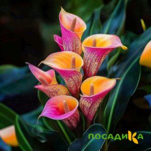 Калла Оникс купить по цене от 450р. в интернет-магазине «Посадика» с доставкой почтой в в Верхний Тагиле и по всей России – [изображение №1].