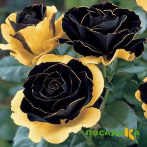 Роза Ханни Сикл купить по цене от 700р. в интернет-магазине «Посадика» с доставкой почтой в в Верхний Тагиле и по всей России – [изображение №1].