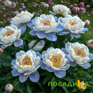 Пион акварельный Этюд купить по цене от 806р. в интернет-магазине «Посадика» с доставкой почтой в в Верхний Тагиле и по всей России – [изображение №1].