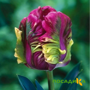 Тюльпан Экзотик Хэвен купить по цене от 186р. в интернет-магазине «Посадика» с доставкой почтой в в Верхний Тагиле и по всей России – [изображение №1].