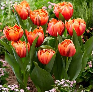 Тюльпан Гудошник Дабл купить по цене от 185р. в интернет-магазине «Посадика» с доставкой почтой в в Верхний Тагиле и по всей России – [изображение №1].