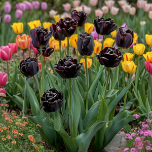 Тюльпан махровый Рейдинс Дарк купить по цене от 230р. в интернет-магазине «Посадика» с доставкой почтой в в Верхний Тагиле и по всей России – [изображение №1].
