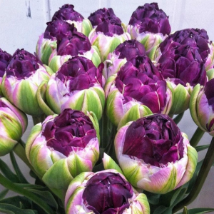 Тюльпан Анаконда купить по цене от 450р. в интернет-магазине «Посадика» с доставкой почтой в в Верхний Тагиле и по всей России – [изображение №1].