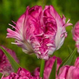 Тюльпан махровый Кул Кристал купить по цене от 400р. в интернет-магазине «Посадика» с доставкой почтой в в Верхний Тагиле и по всей России – [изображение №1].